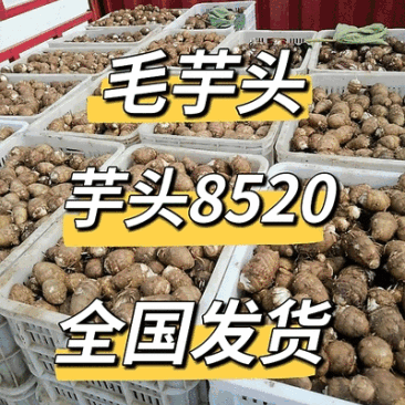 《精选》芋头8520/常年供应/一手货源规格全/全国代发
