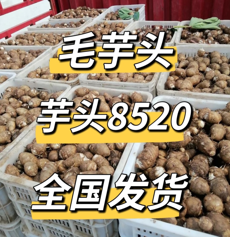 《精选》芋头8520/常年供应/一手货源规格全/全国代发