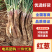 【陕西红葱】榆林大葱/电商团购/价格优惠日供应2万单