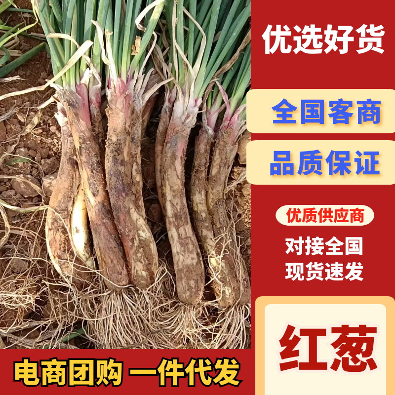 【陕西红葱】榆林大葱/电商团购/价格优惠日供应2万单