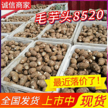 芋头8520毛芋头/常年供应/一手货源规格齐全/全国发