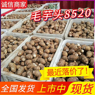 芋头8520毛芋头/常年供应/一手货源规格齐全/全国发