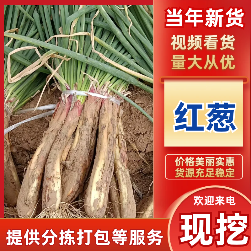 【精选大葱】陕西红葱/榆林大葱/对接全网价格便宜