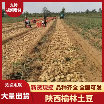 榆林纯沙地精品土豆,黄皮黄心大量供应市场基地直发支持视频