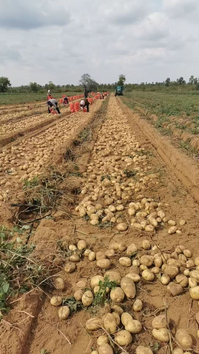 榆林纯沙地精品土豆，黄皮黄心大量供应市场基地直发支持视频