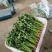 铁杆青香菜大量有货产地直发对接各大商超市场