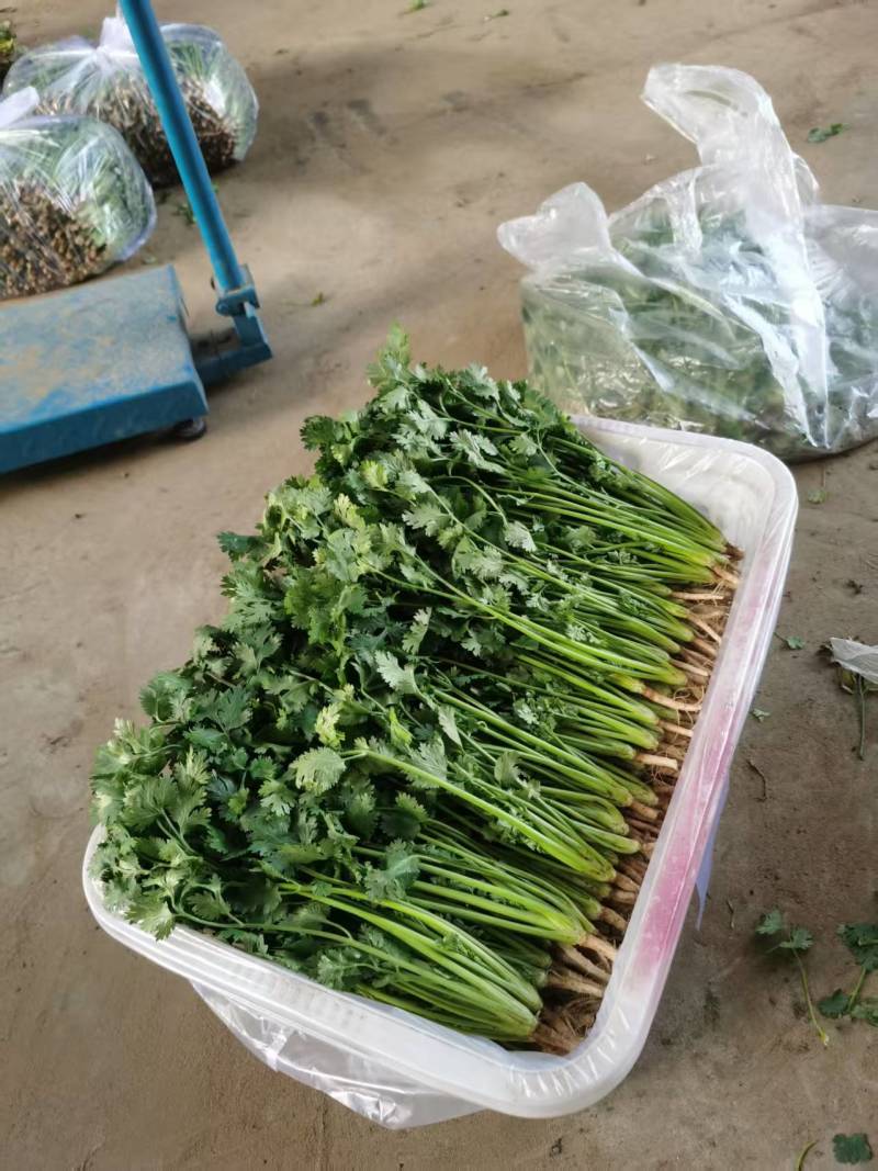 铁杆青香菜大量有货产地直发对接各大商超市场