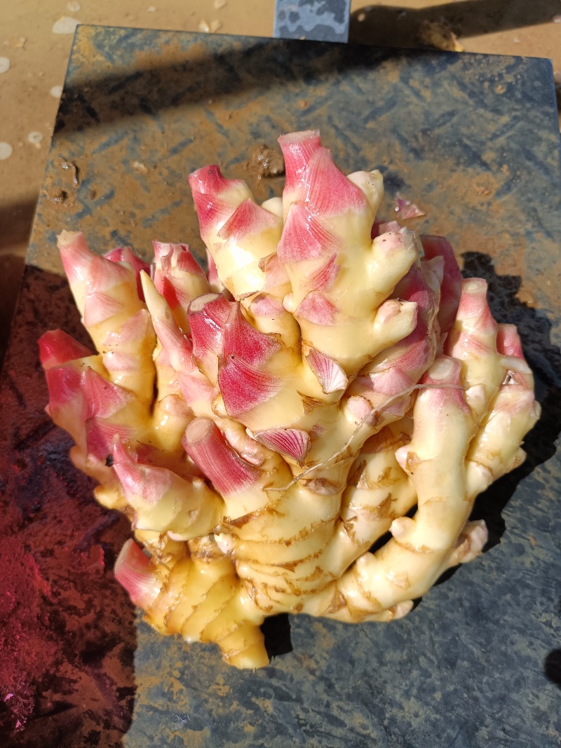 生姜小黄姜鲜姜大量有货，产地直发，可视频看货，欢迎下一