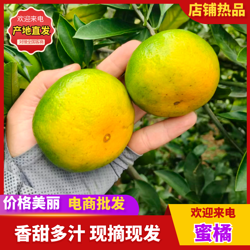 蜜橘普早蜜橘产地一手货源专业对接市场商超