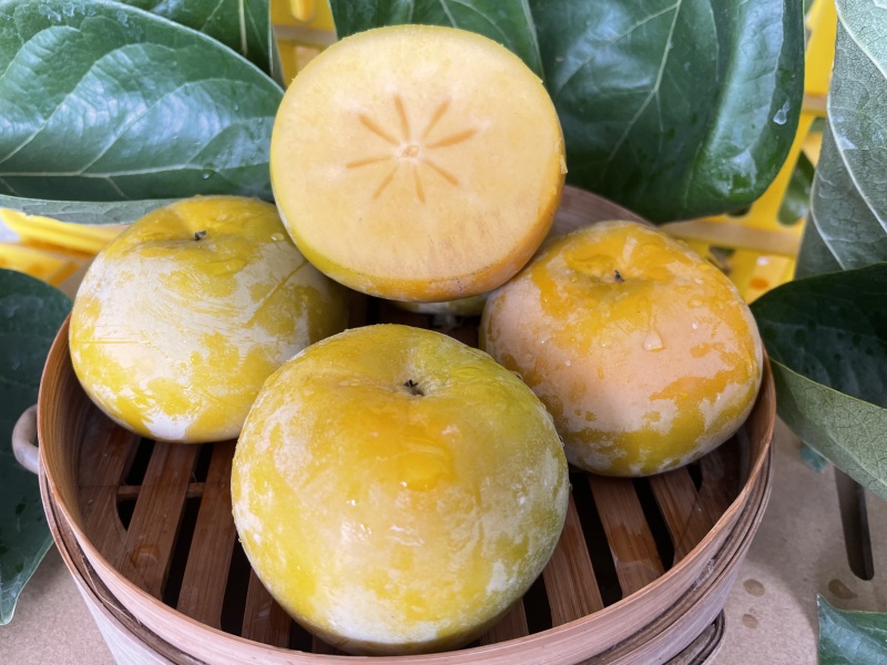 七月黄甜蜜柿农户自家种植，种植基地，对接批发市场采购等