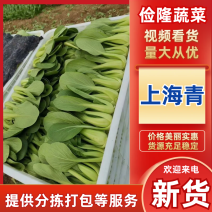 【推荐】南通上海青油菜视频看货大量供应发货全国一条龙