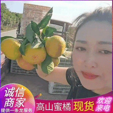 湖北高山蜜橘/特早蜜橘对接电商批发市场商超全国代发