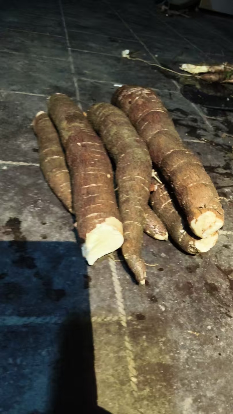 广东江门大量供应黄肉木薯产地直发规格齐全
