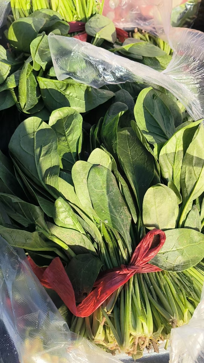 菠菜小叶菠菜河北菠菜产地直供品质保障对接全国等
