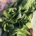 菠菜小叶菠菜河北菠菜产地直供品质保障对接全国等