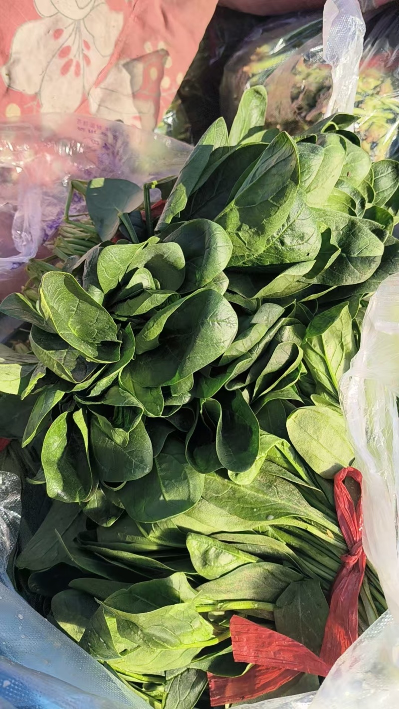 菠菜小叶菠菜河北菠菜产地直供品质保障对接全国等