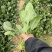 菠菜小叶菠菜河北菠菜产地直供品质保障对接全国等