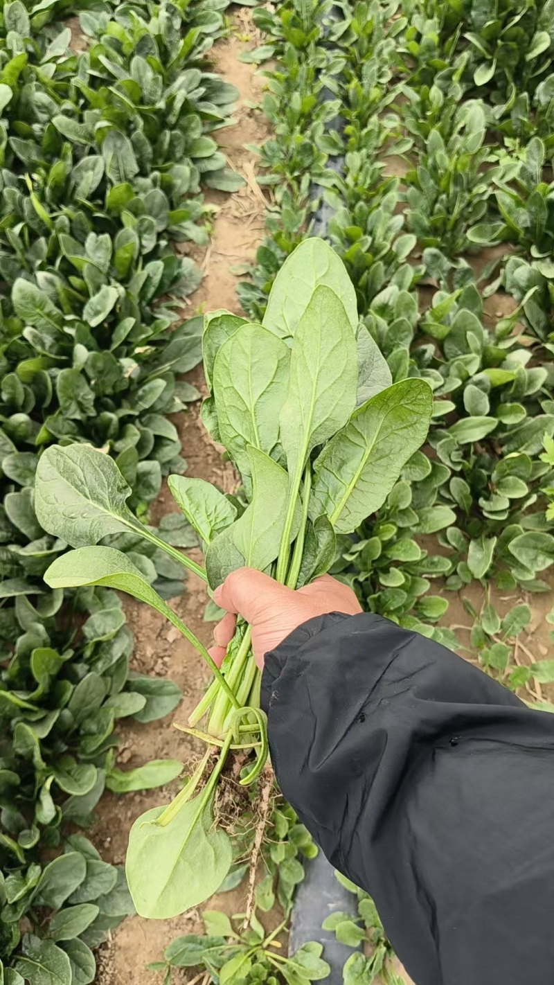 菠菜小叶菠菜河北菠菜产地直供品质保障对接全国等