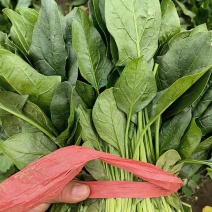 菠菜小叶菠菜河北菠菜产地直供品质保障对接全国等