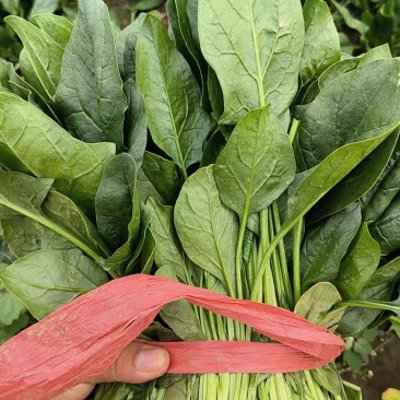 菠菜小叶菠菜河北菠菜产地直供品质保障对接全国等
