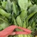 菠菜小叶菠菜河北菠菜产地直供品质保障对接全国等