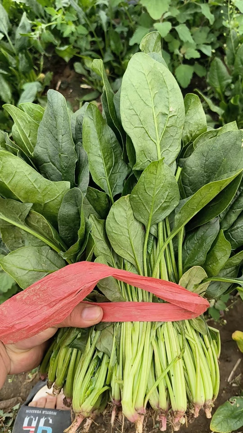菠菜小叶菠菜河北菠菜产地直供品质保障对接全国等