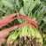 菠菜小叶菠菜河北菠菜产地直供品质保障对接全国等
