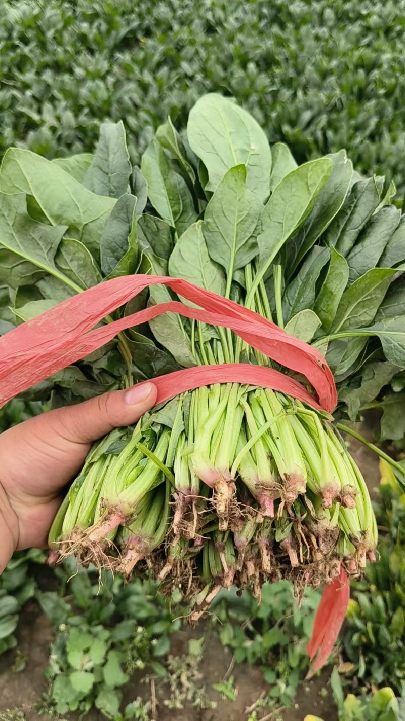 菠菜小叶菠菜河北菠菜产地直供品质保障对接全国等