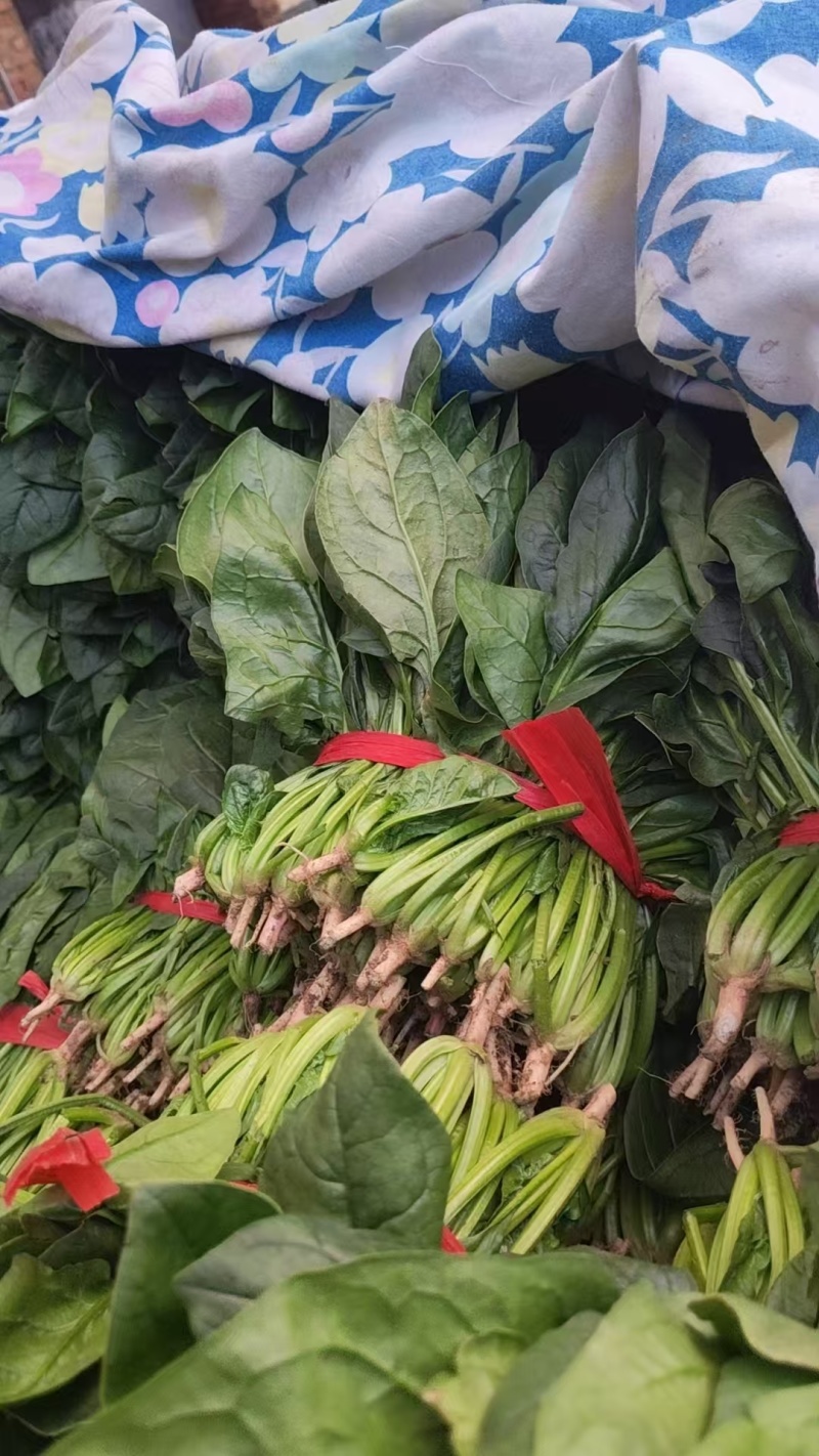 菠菜小叶菠菜河北菠菜产地直供品质保障对接全国等