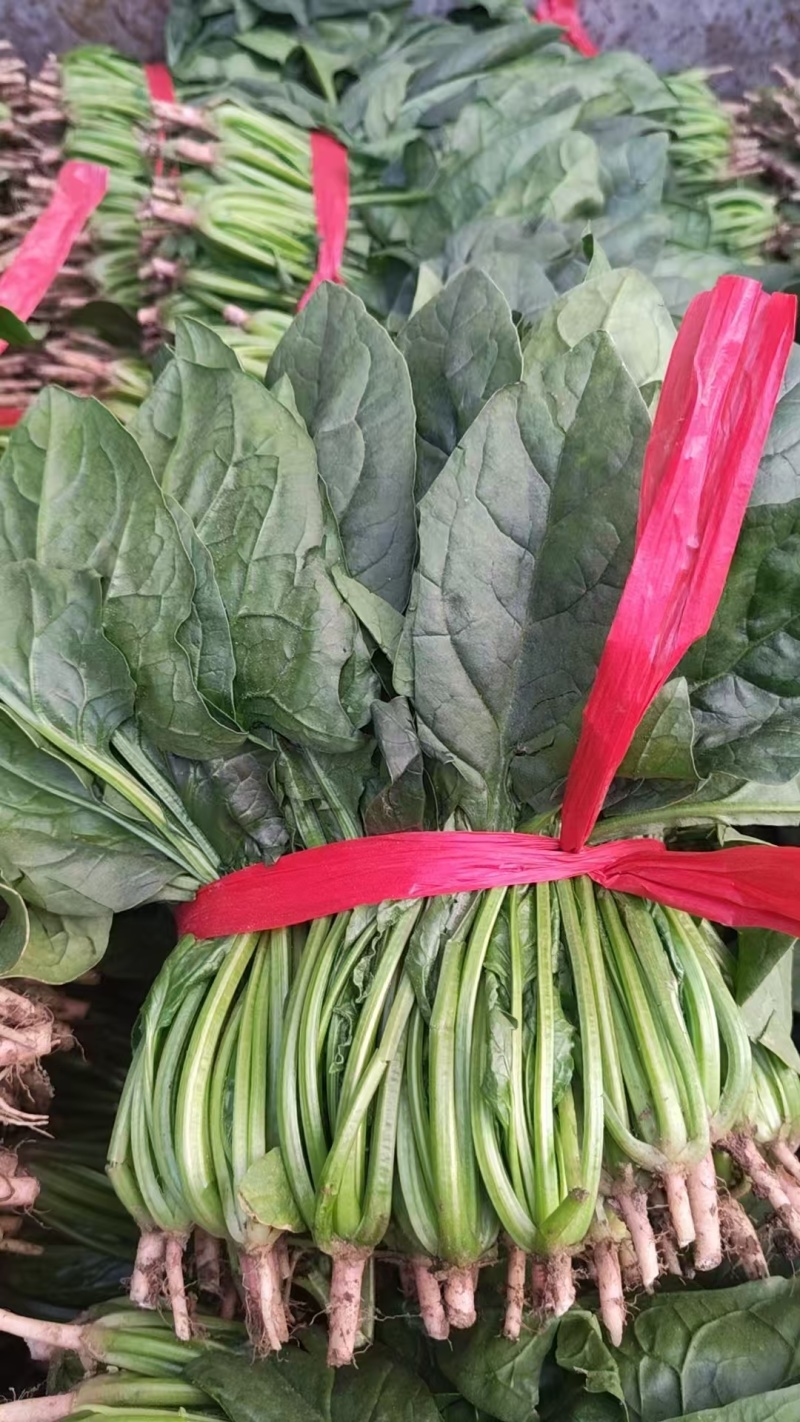 菠菜小叶菠菜河北菠菜产地直供品质保障对接全国等