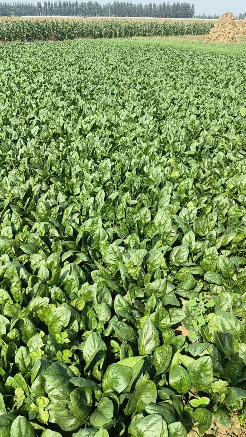 菠菜小叶菠菜河北菠菜产地直供品质保障对接全国等