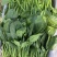 菠菜小叶菠菜河北菠菜产地直供品质保障对接全国等
