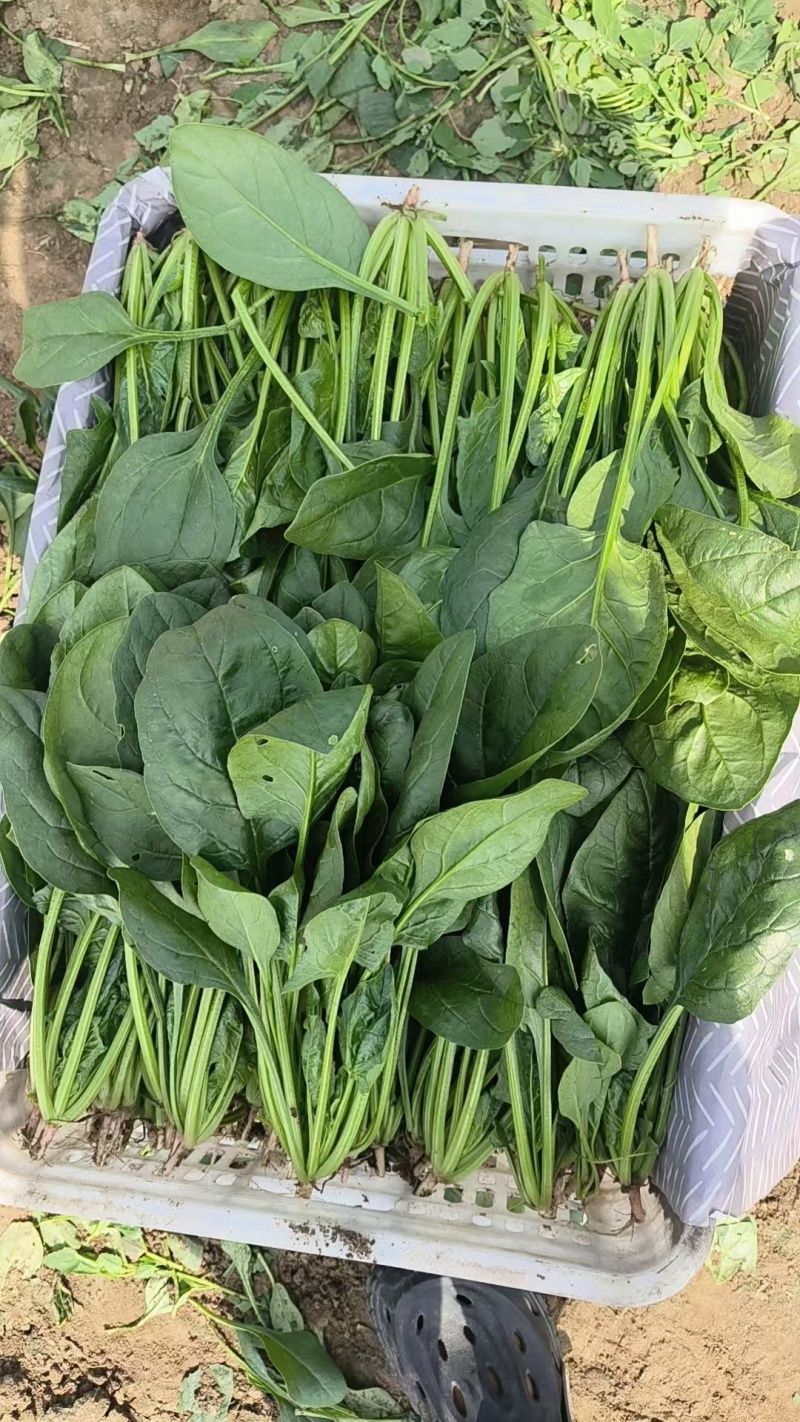 菠菜小叶菠菜河北菠菜产地直供品质保障对接全国等