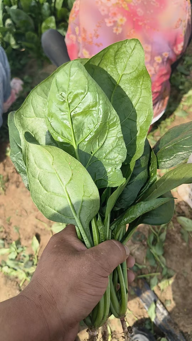 菠菜小叶菠菜河北菠菜产地直供品质保障对接全国等