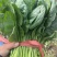 菠菜小叶菠菜河北菠菜产地直供品质保障对接全国等