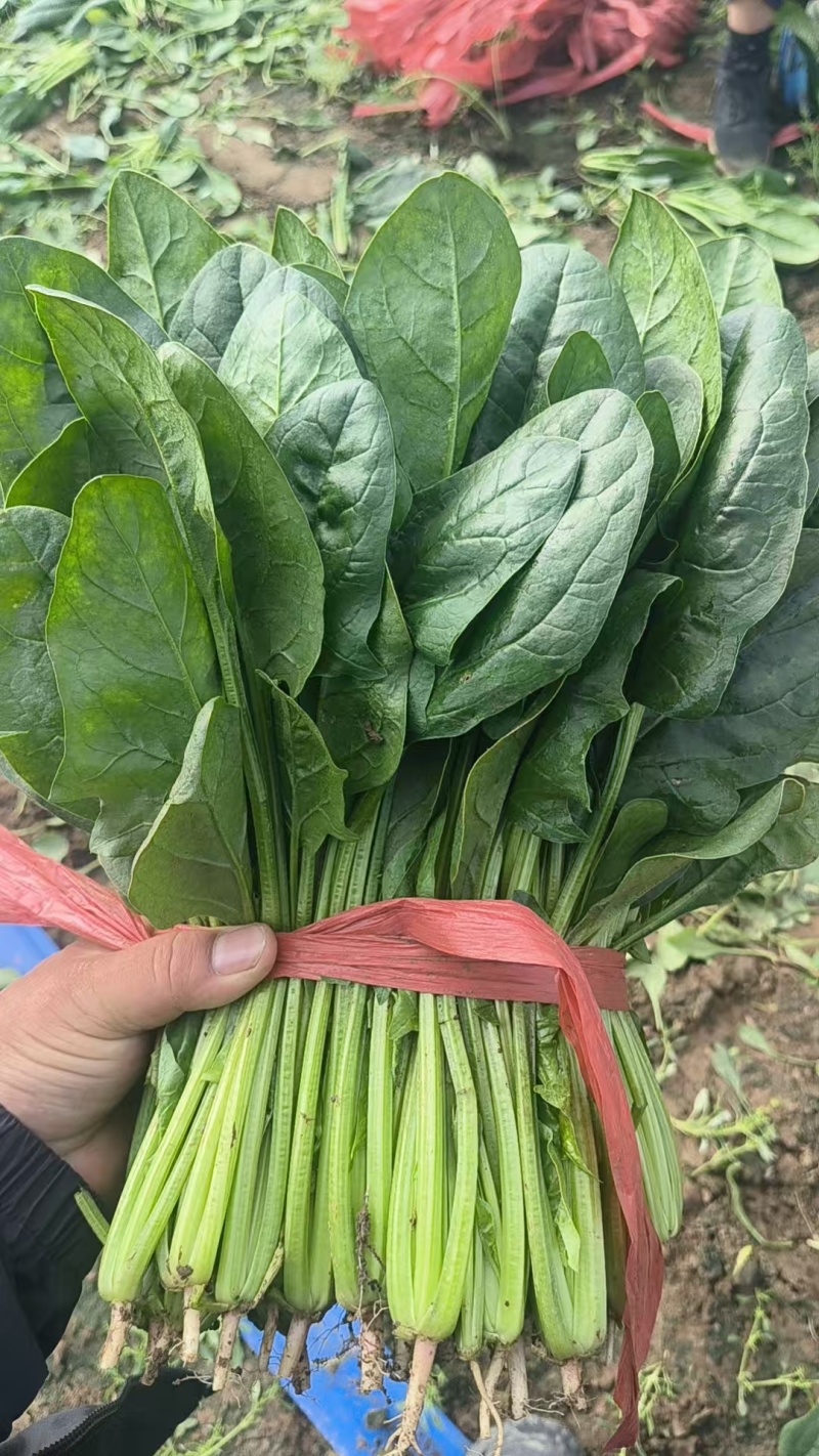 菠菜小叶菠菜河北菠菜产地直供品质保障对接全国等