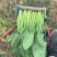 菠菜小叶菠菜河北菠菜产地直供品质保障对接全国等