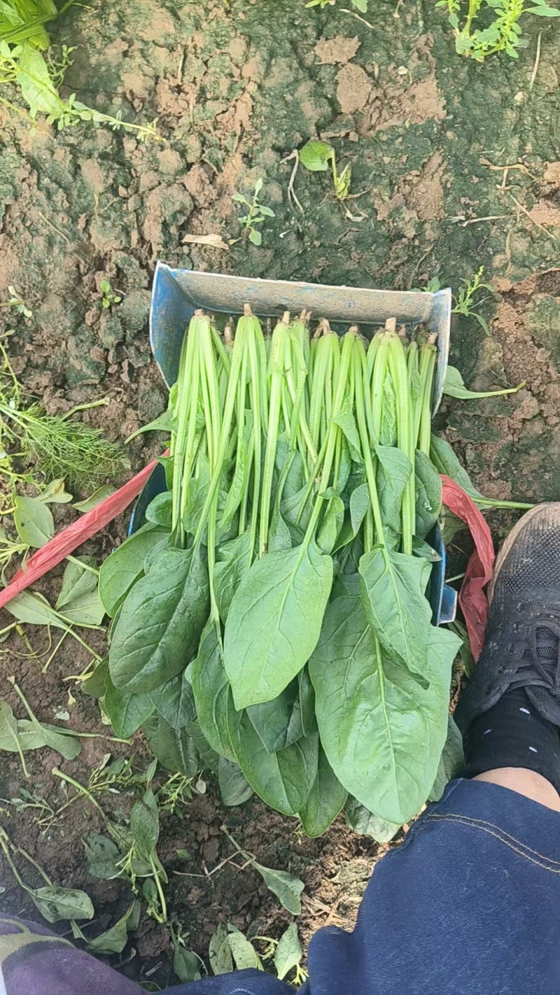 菠菜小叶菠菜河北菠菜产地直供品质保障对接全国等