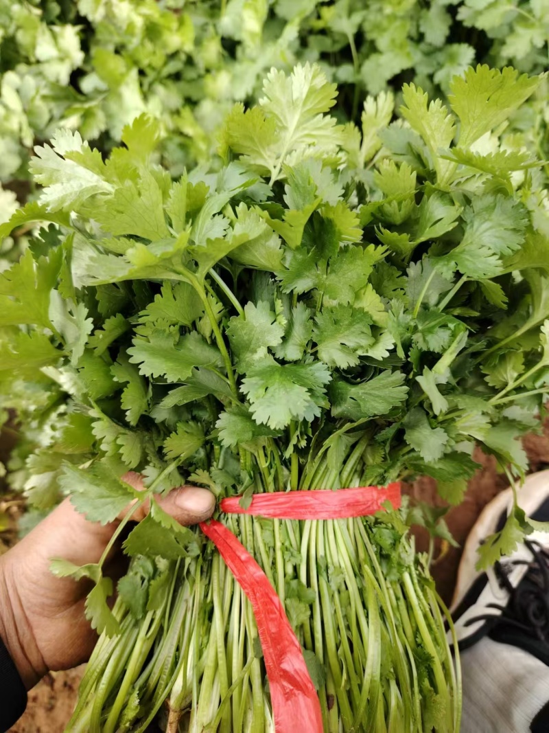香菜精品香菜产地直供品质保障对接商超市场等