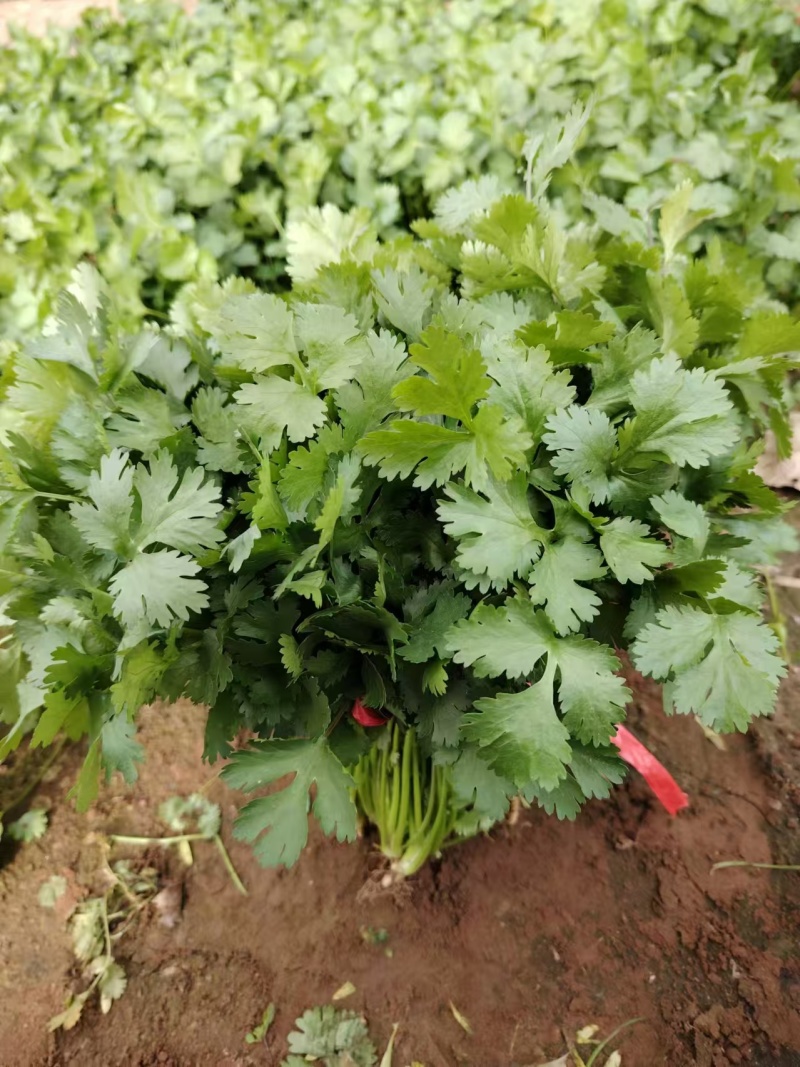香菜精品香菜产地直供品质保障对接商超市场等