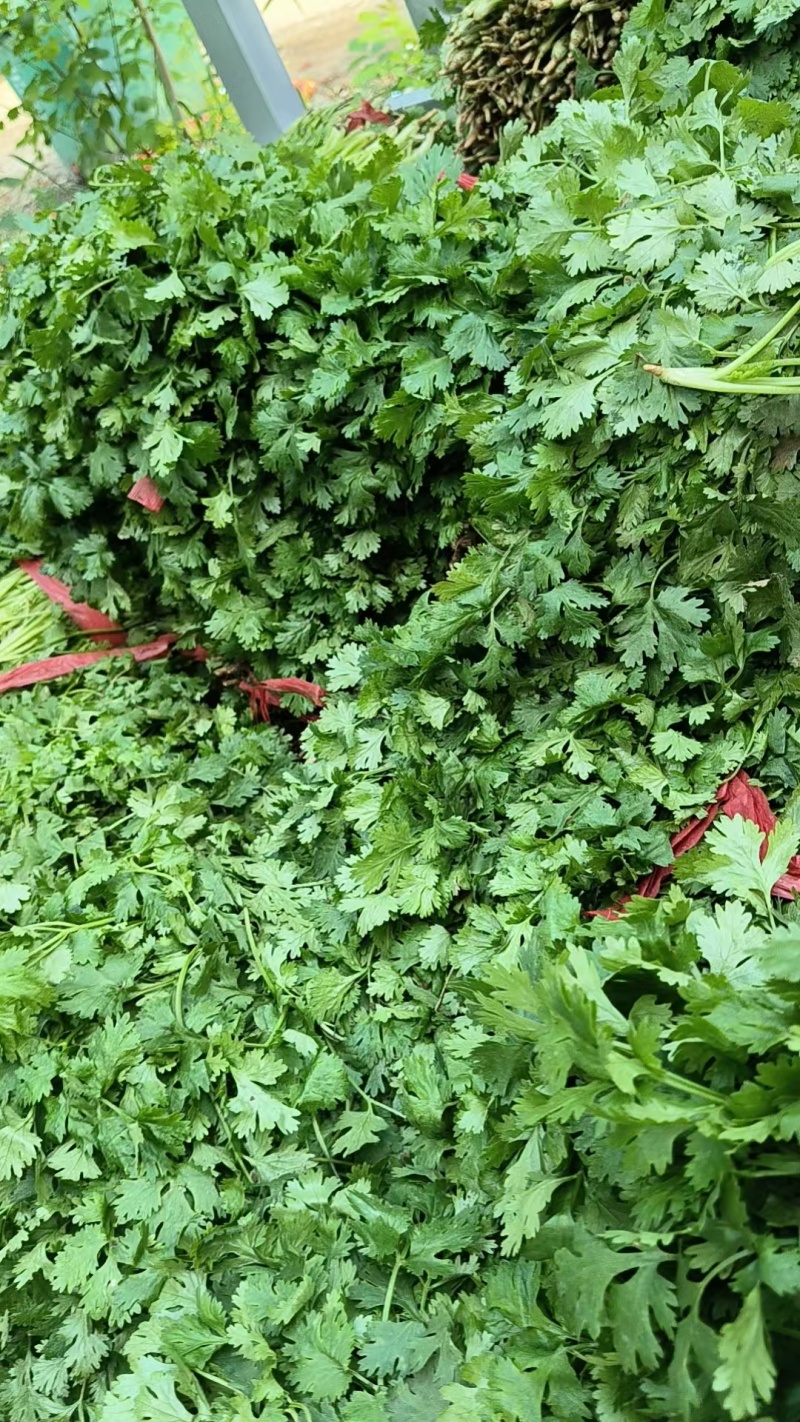 香菜精品香菜产地直供品质保障对接商超市场等