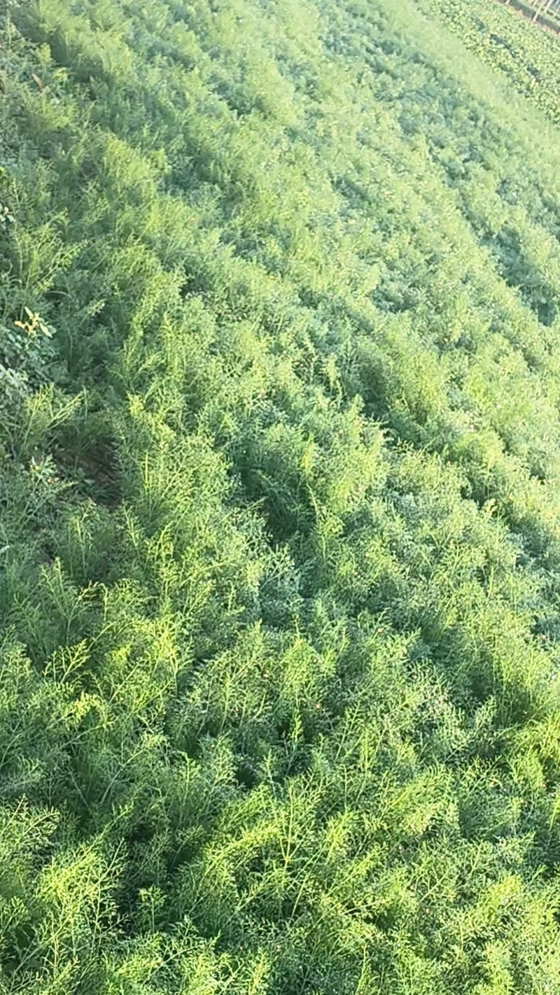 茴香河北唐山乐亭茴香产地一手货源品质保障对接全国