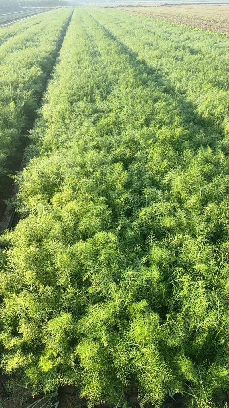茴香河北唐山乐亭茴香产地一手货源品质保障对接全国