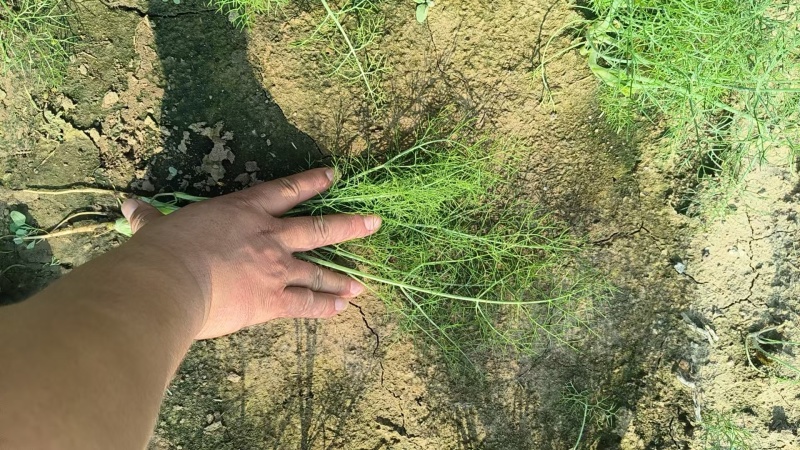 茴香河北唐山乐亭茴香产地一手货源品质保障对接全国