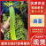 精品白帽蒜苔，精加工白帽蒜苔，一吨起批，随时有货