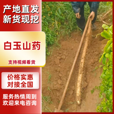 精品白玉山药，品质保证，价格优惠产地直发实力商家