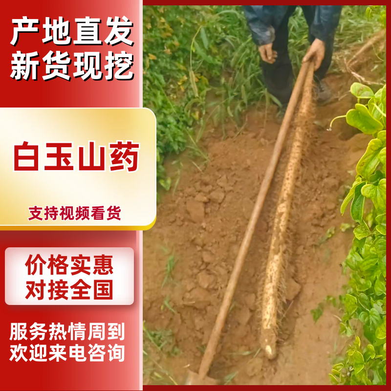 精品白玉山药，品质保证，价格优惠产地直发实力商家