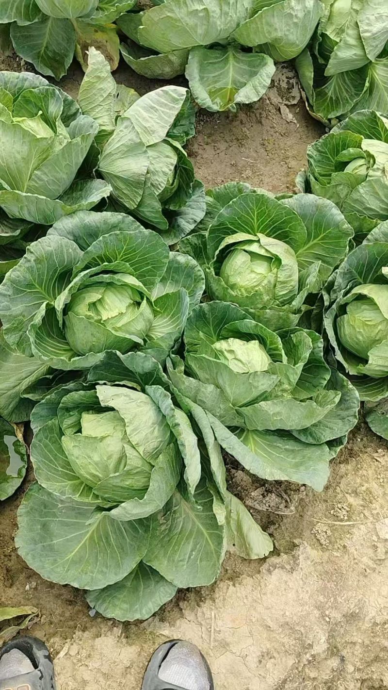 甘蓝菜品质保证产地直发价格优惠实力商家