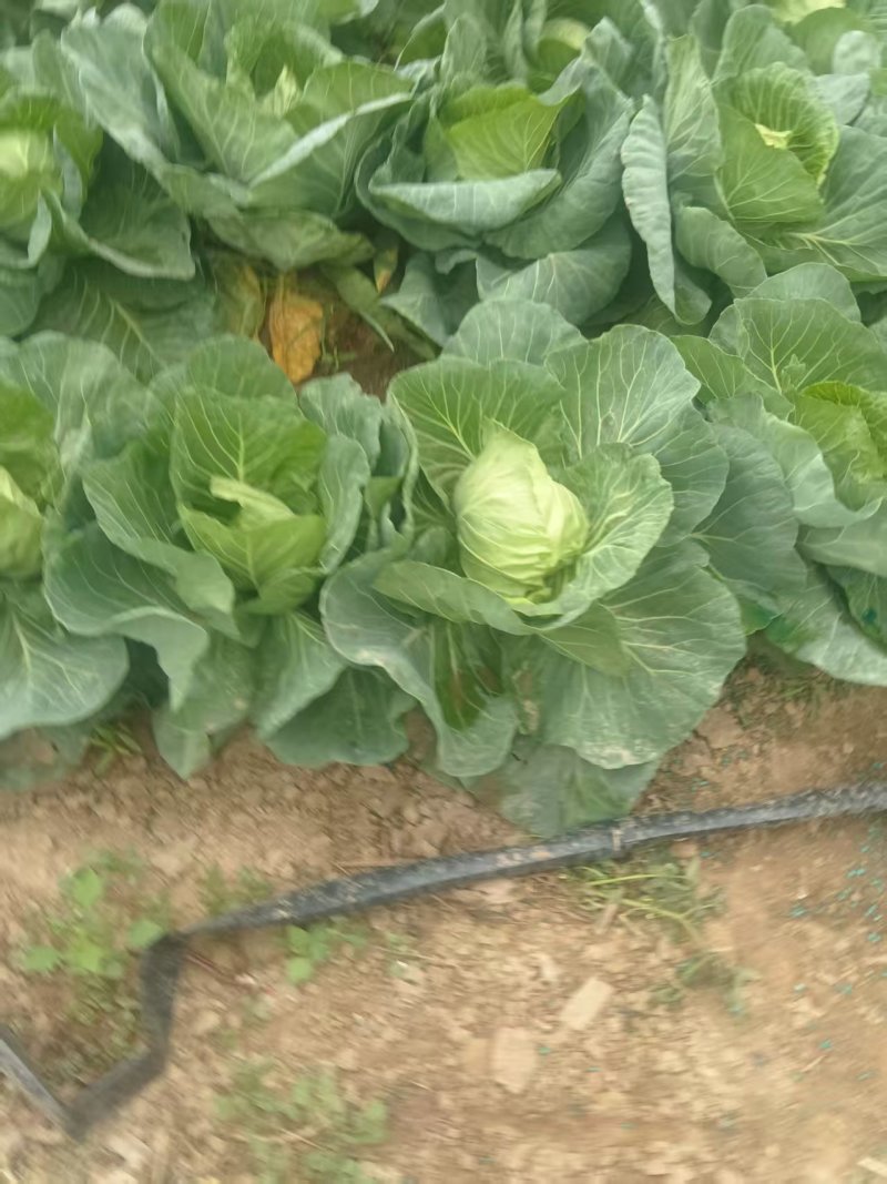 甘蓝菜品质保证产地直发价格优惠实力商家