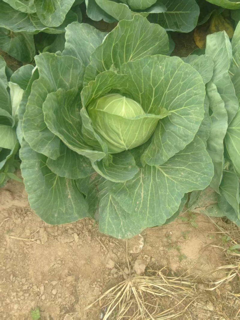甘蓝菜品质保证产地直发价格优惠实力商家